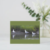 Möwen Foto Postkarte (Stehend Vorderseite)