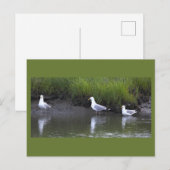 Möwen Foto Postkarte (Vorne/Hinten)