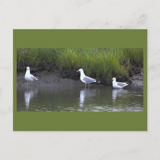 Möwen Foto Postkarte (Vorderseite)