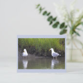 Möwen Foto Postkarte (Stehend Vorderseite)
