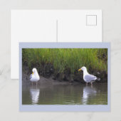 Möwen Foto Postkarte (Vorne/Hinten)