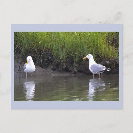 Möwen Foto Postkarte (Vorderseite)