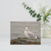 Möwen-Foto-Postkarte Postkarte (Stehend Vorderseite)