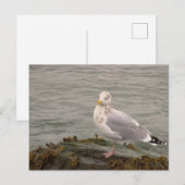 Möwen-Foto-Postkarte Postkarte (Vorne/Hinten)