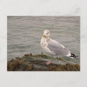 Möwen-Foto-Postkarte Postkarte