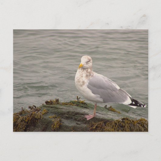 Möwen-Foto-Postkarte Postkarte (Vorderseite)