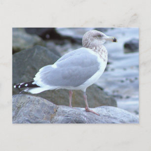 Möwen-Foto-Postkarte Postkarte