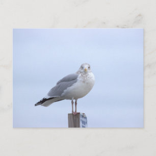 Möwen-Foto-Postkarte Postkarte