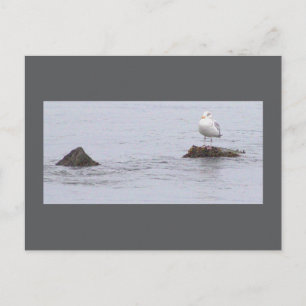 Möwen-Foto-Postkarte Postkarte