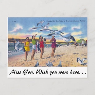 Möwen füttern, Clearwater Beach, Florida Postkarte