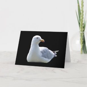Möwen-Grußkarte – Küstenmöwe Vogel Karte
