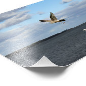 Möwen im Flug Fotodruck (Ecke)