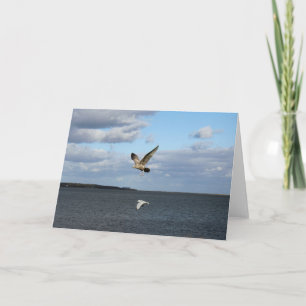 Möwen im Flug Karte