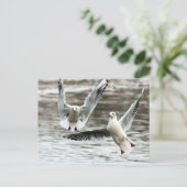 Möwen im Flug Postkarte (Stehend Vorderseite)