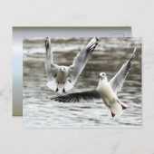 Möwen im Flug Postkarte (Vorne/Hinten)