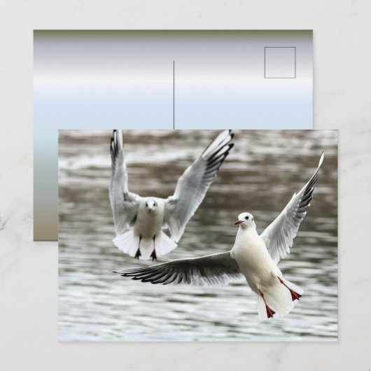 Möwen im Flug Postkarte (Vorne/Hinten)