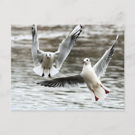 Möwen im Flug Postkarte (Vorderseite)