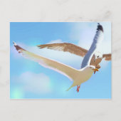 Möwen im Flug Postkarte (Vorderseite)
