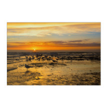 Möwen im Sonnenuntergang