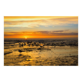 Möwen im Sonnenuntergang Fotodruck