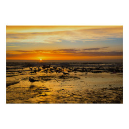 Möwen im Sonnenuntergang Poster