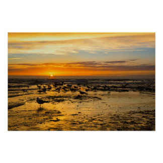 Möwen im Sonnenuntergang Poster