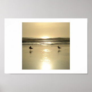 Möwen in Daytona Poster