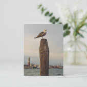 Möwen in Italien Venedig Postkarte (Stehend Vorderseite)
