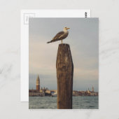 Möwen in Italien Venedig Postkarte (Vorne/Hinten)