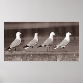 Möwen in Reihe Poster (Vorne)