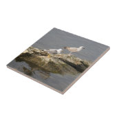 Möwen Kleine (4,25" x 4,25") Keramik Foto Tile Fliese (Seite)