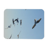 Möwen mit vertikalem flexiblem Foto Magnet (Horizontal)