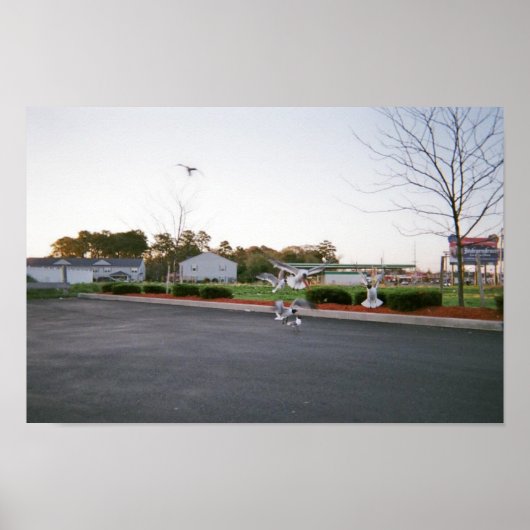 Möwen nicht gefüttert poster (Vorne)