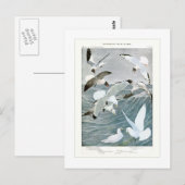 Möwen Postkarte (Vorne/Hinten)