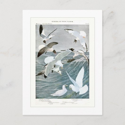 Möwen Postkarte (Vorderseite)
