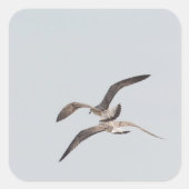 Möwen Quadratischer Aufkleber (Vorderseite)