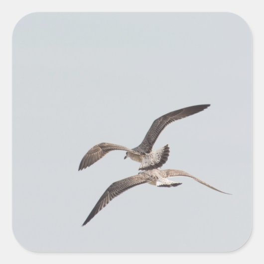 Möwen Quadratischer Aufkleber (Vorderseite)