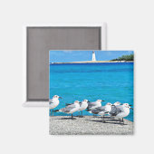 Möwen, Sandstrand, Nassau, Bahamas Magnet (Vorderseite/Rückseite)