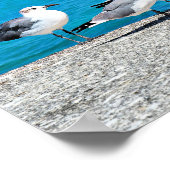 Möwen, Sandstrand, Nassau, Bahamas Poster (Ecke)