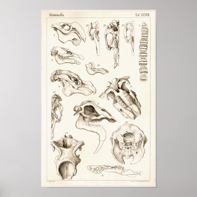 Möwen von Säugetieren tierärztliche Anatomie Druck Poster (Vorne)