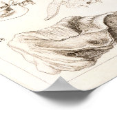 Möwen von Säugetieren Veterinärbüffel Anatomie Dru Poster (Ecke)