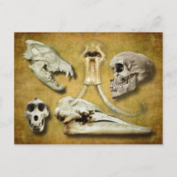 Möwen - Wolf, Mammut, Mensch, Babon, Wal