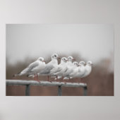 Möwengruppe Poster (Vorne)