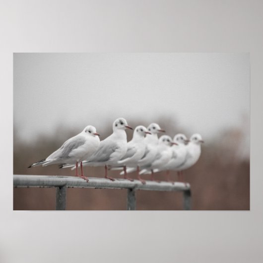 Möwengruppe Poster (Vorne)