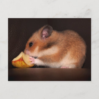 Mowsie Postcard Postkarte