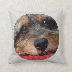 Moxi sauber als Pfeife Shorkie Kissen