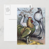 "Mr Bantam" Vintage Illustration Postkarte (Vorne/Hinten)