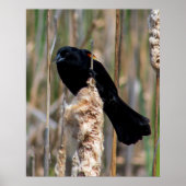 Mr. Blackbird Poster (Vorne)