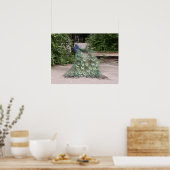 Mr.Peacock rüffelt seine Federn Poster (Küche)