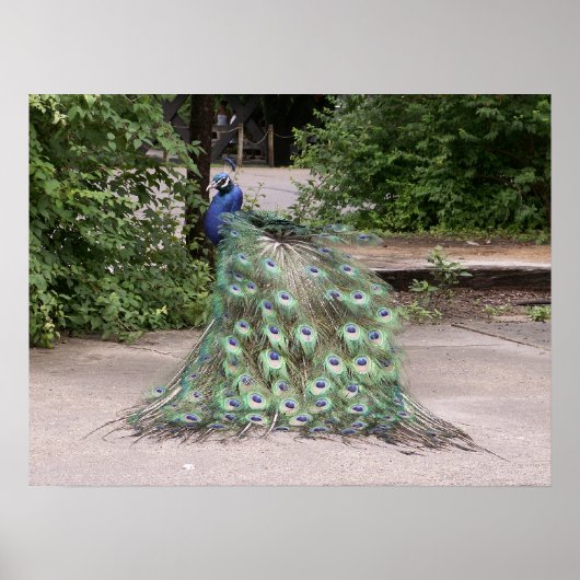 Mr.Peacock rüffelt seine Federn Poster (Vorne)